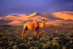 festival, cultural.qxp