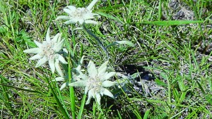 adventure, wild, beyond.qxp