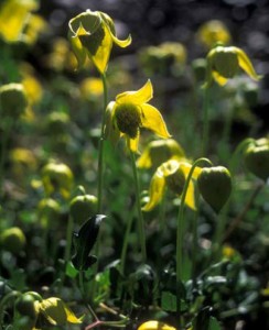 adventure, wild, beyond.qxp