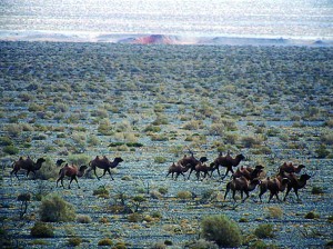 adventure, wild, beyond.qxp