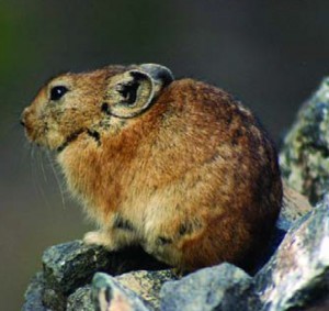 adventure, wild, beyond.qxp