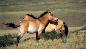 adventure, wild, beyond.qxp