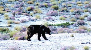 adventure, wild, beyond.qxp