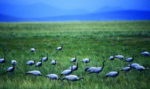 adventure, wild, beyond.qxp